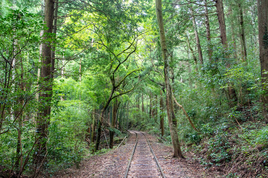 旧国鉄倉吉線廃線跡 竹林の中に残る線路と幻想的な風景（Abandoned railway tracks remaining in the beautiful bamboo forest, Kurayoshi Japan）