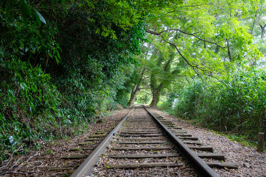旧国鉄倉吉線廃線跡 竹林の中に残る線路と幻想的な風景（Abandoned railway tracks remaining in the beautiful bamboo forest, Kurayoshi Japan）