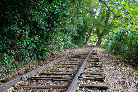 旧国鉄倉吉線廃線跡 竹林の中に残る線路と幻想的な風景（Abandoned railway tracks remaining in the beautiful bamboo forest, Kurayoshi Japan）