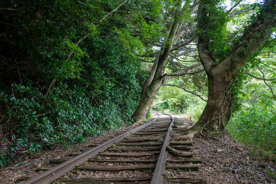 旧国鉄倉吉線廃線跡 竹林の中に残る線路と幻想的な風景（Abandoned railway tracks remaining in the beautiful bamboo forest, Kurayoshi Japan）