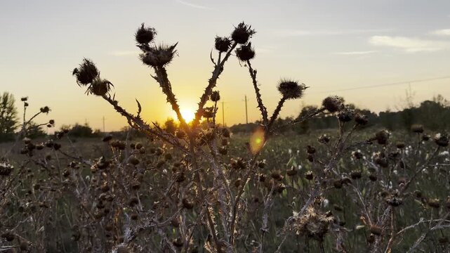 Close up view of dry spiky plants with beautiful sunset at background. Warm morning light illuminates withered stems creating calm and natural scene. The scene captures quiet and solitude