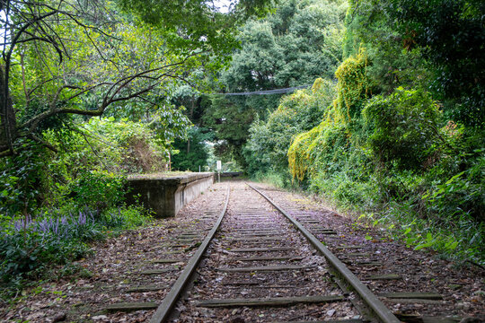 旧国鉄倉吉線廃線跡 竹林の中に残る線路と幻想的な風景（Abandoned railway tracks remaining in the beautiful bamboo forest, Kurayoshi Japan）