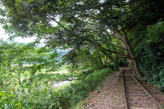 旧国鉄倉吉線廃線跡 竹林の中に残る線路と幻想的な風景（Abandoned railway tracks remaining in the beautiful bamboo forest, Kurayoshi Japan）