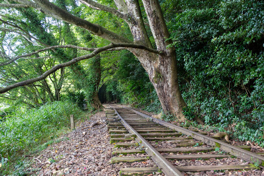 旧国鉄倉吉線廃線跡 竹林の中に残る線路と幻想的な風景（Abandoned railway tracks remaining in the beautiful bamboo forest, Kurayoshi Japan）