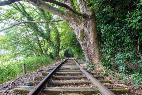 旧国鉄倉吉線廃線跡 竹林の中に残る線路と幻想的な風景（Abandoned railway tracks remaining in the beautiful bamboo forest, Kurayoshi Japan）