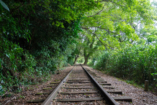 旧国鉄倉吉線廃線跡 竹林の中に残る線路と幻想的な風景（Abandoned railway tracks remaining in the beautiful bamboo forest, Kurayoshi Japan）