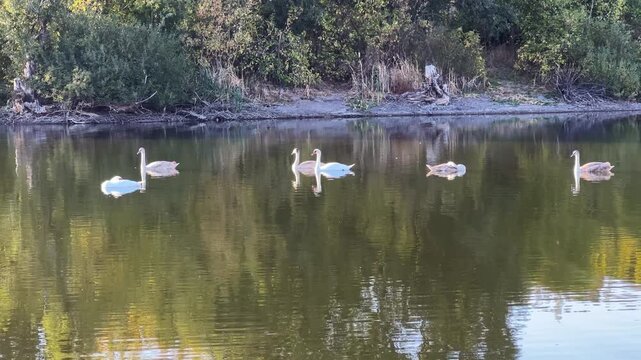 Beautiful swans floating at lake on summer day. Golden light reflects from water surface creating soft shimmering highlights around birds. The scene conveys serenity and peaceful beauty of nature