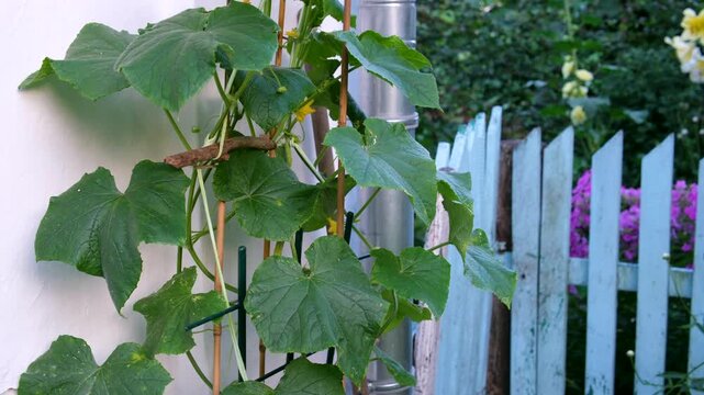 Cucumber plants grow climb along a blue wooden fence near a white rural house. Young vines spread across the wall from a garden bed with seedlings, creating fresh summer vegetable garden atmosphere. 