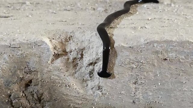 

Black Hammerhead Worm (Bipalium) crawling on a light concrete surface #005

