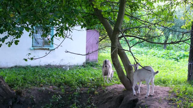 Two young goats explore and play near a dug hole in a rural garden by an old white house. They move around the trees, searching the ground for food in a calm countryside setting. 
