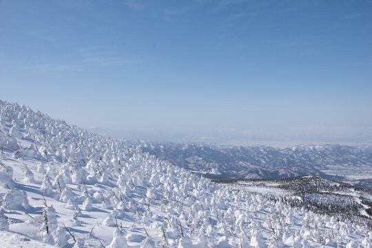 山形県 蔵王の樹氷 スノーモンスターが広がる冬の絶景（The Snow Monsters or Juhyo frozen trees on the slopes of Mount Zao, Yamagata Japan）