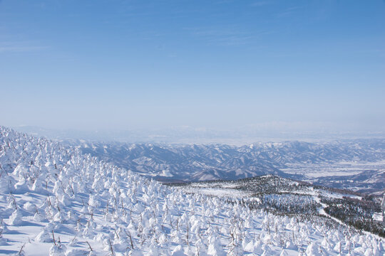 山形県 蔵王の樹氷 スノーモンスターが広がる冬の絶景（The Snow Monsters or Juhyo frozen trees on the slopes of Mount Zao, Yamagata Japan）