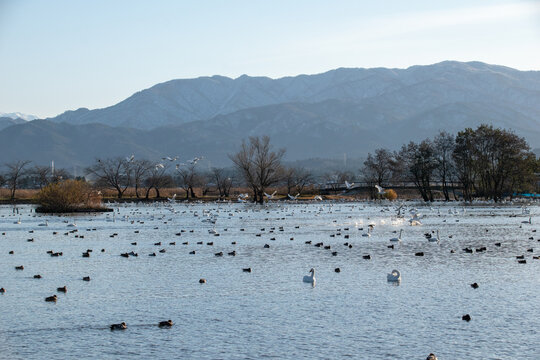 新潟県 阿賀野市 瓢湖 昇る朝日と湖面に集まる白鳥の群れ（Sunrise over Lake Hyo with a flock of swans on the water, Agano Niigata Japan）