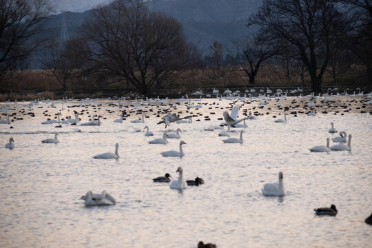 新潟県 阿賀野市 瓢湖 昇る朝日と湖面に集まる白鳥の群れ（Sunrise over Lake Hyo with a flock of swans on the water, Agano Niigata Japan）