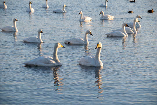 新潟県 阿賀野市 瓢湖 昇る朝日と湖面に集まる白鳥の群れ（Sunrise over Lake Hyo with a flock of swans on the water, Agano Niigata Japan）