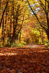 Obraz premium A country road in the autumn, Sainte-Apolline, Québec, Canada