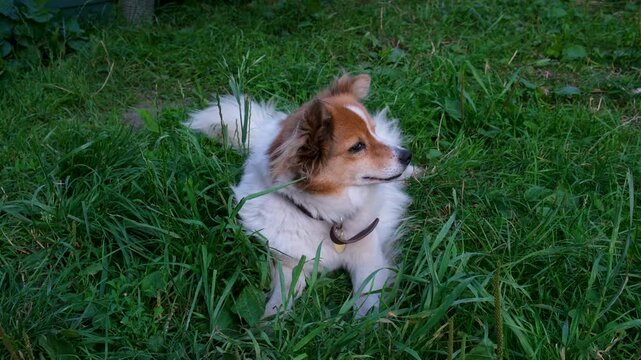 A white fluffy dog with a brown head sits quietly in the grass, almost motionless. It gently turns its head after noticing a sound, wearing a collar in a calm rural countryside setting. 