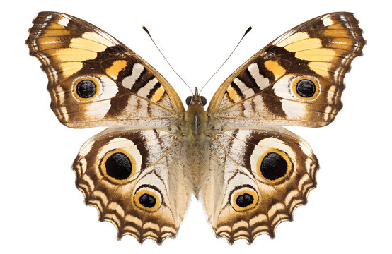 Realistic Junonia almana butterfly isolated on transparent background. Beautiful tropical insect with brown