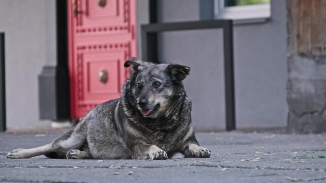 A shaggy grey stray dog with a green ear tag rests on concrete pavement near a building with a red door. The contrast between the animal and the urban architecture frames the scene.