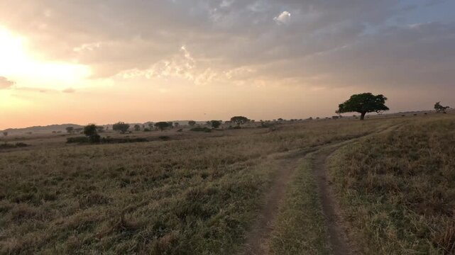 Epic wildlife encounter with buffalo herd in Kidepo Valley National Park Uganda, immersive safari travel footage
