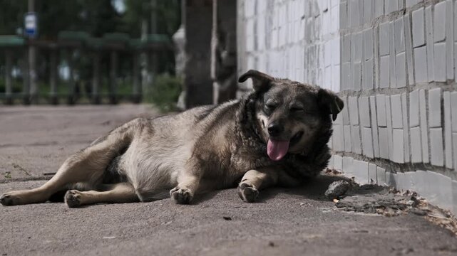 Close-up of an exhausted homeless dog panting heavily on city asphalt by a tiled wall. The intense focus on the animal distress serves as a visual plea for animal welfare.