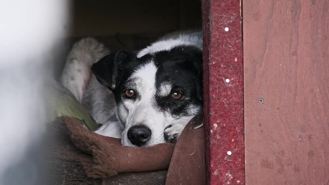 A black and white homeless canine gazes intensely from the shadows of a rustic wooden shelter. The high contrast lighting highlights the texture of the wood and the animal solitude.
