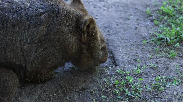 Close up footage of a brown wombat foraging on grassy ground during day.