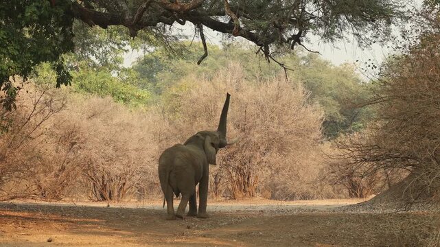 An African elephant bull reaching up his trunk and smelling the leaves on the branches above him before walking on, Mana Pools.