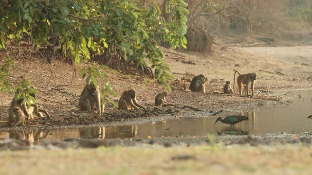 Wide shot of a troop of Chacma baboons sitting at the edge of a waterhole digging for food. Beautiful reflection in the water in golden light, Mana Pools.