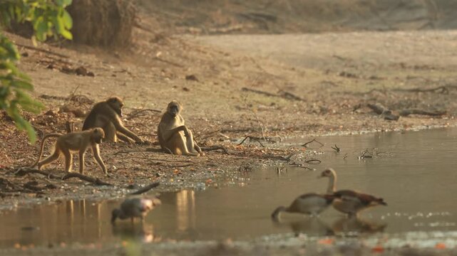 Wide shot of a troop of Chacma baboons sitting at the edge of a waterhole digging for food. Beautiful reflection in the water in golden light, Mana Pools.