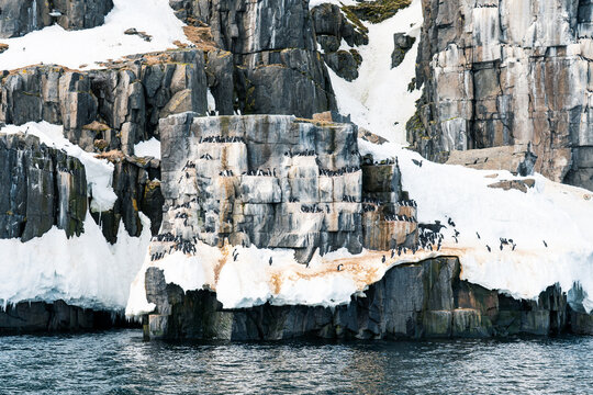 View of the towering basalt cliffs of Alkefjellet covered in nesting Brunnich's guillemots and patches of snow above the cold Arctic waters in Svalbard, Svalbard and Jan Mayen.