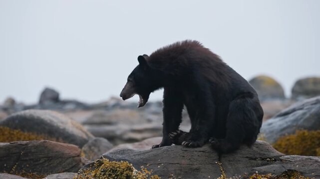 Yawning Black Bear Seated Over A Rock Through River In Vancouver Island, British Columbia, Canada. Slow Motion Shot