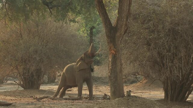 Wide shot of an African elephant stretching his trunk to reach some leaves on a tree above him, Mana Pools.