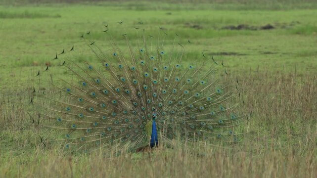 A peacock fans his beautiful tail feathers in a courtship ritual whilst standing in a green field, Bandhavgarh, India.