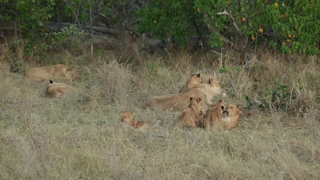 Lots of cute lion cubs play fighting in the dry grass around their mother. One cub is chewing on its mother's ear, Botswana.