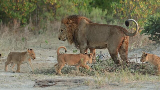 Male lion growling at his cute little cubs while marking his territory, Botswana.