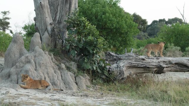 A lion cub walking down a termite mound past his sibling while a third lion cub is standing in the background on a fallen tree, Botswana.