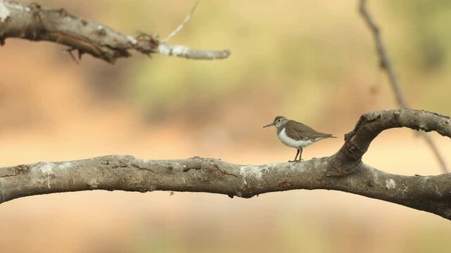 Medium shot of a sandpiper wagging and walking on a branch with beautiful blurred background, Mana Pools.