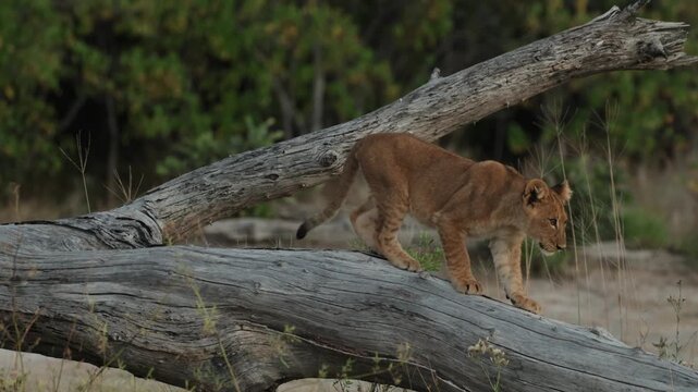 A cute lion cub is sitting on a dead fallen tree and walking on top of it, Botswana.