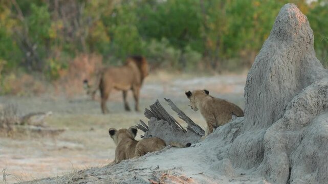 A two lion cubs lying on a termite mound looking at their father who is standing in the background, Botswana.