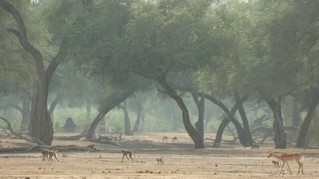 Magical scene of a troop of Chacma baboons feeding and walking through the dry landscape of Mana Pools with beautiful large trees in the background, Mana Pools.