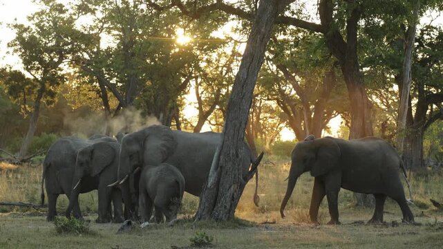 A herd of African elephants standing between huge trees in the sand and dust bathing while the golden light filters through the trees, Botswana.