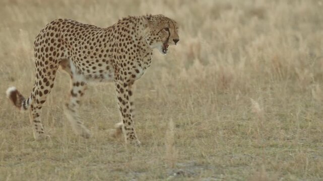 A cheetah walking through the open plains during sunset, Botswana.