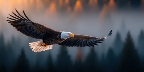 Fototapeta premium Majestic bald eagle soaring gracefully over a misty forest at sunrise