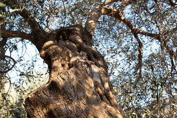 Ancient olive tree trunk close up, twisted bark texture and branches, old Mediterranean olive tree, natural wood pattern, organic background, copy space © vveronka