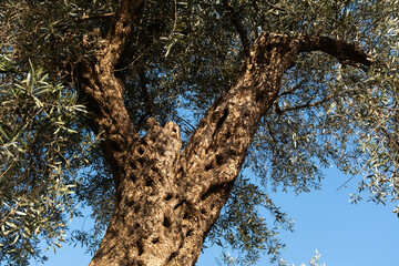 Obraz premium Ancient olive tree trunk close up, twisted bark texture and branches, old Mediterranean olive tree, natural wood pattern, organic background, copy space