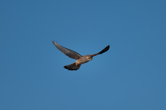 In der Luft stehender Falke beim R&uuml;ttelflug