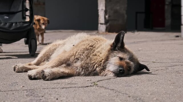 A beige stray dog sleeps soundly on the rough asphalt of a city street while another wanders behind. The ground-level angle captures the grit and reality of street animal life.