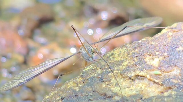 

A jewel in the rough: Crane fly in a mystical field of shimmering water bokeh #003

