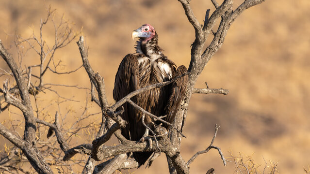 Lappet-faced Vulture Perched in Dead Tree, Head Turned Forward with Red Face Visible, South Africa
